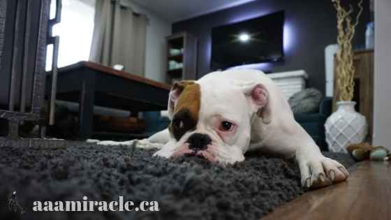 professional carpet cleaning aaa miracle professional carpet cleaning aaa miracle